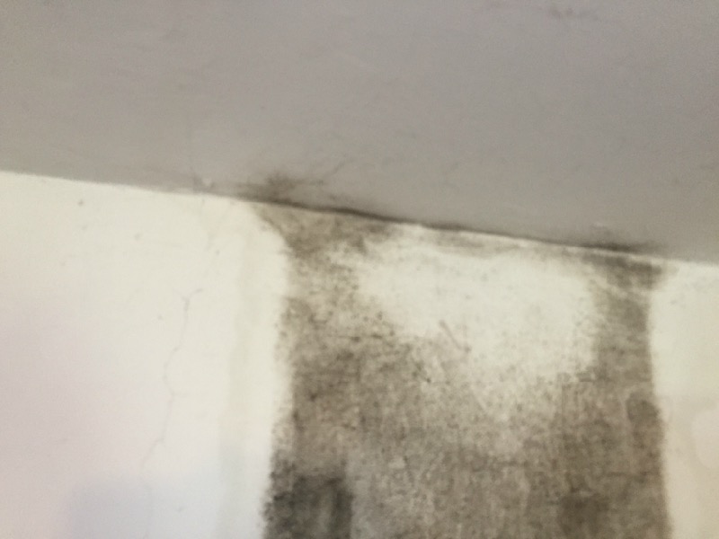 Los Angeles Mold Inspections
